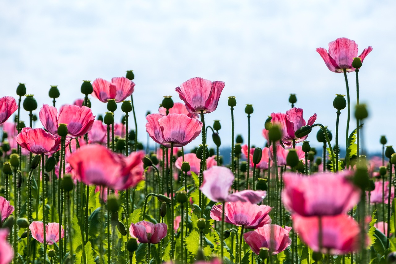 poppy, flower, pink poppy, beautiful flowers, pink flowers, blossom, bloom, flora, flower background, cultivation, agricultural, horticulture, flower wallpaper, nature, plants, field of flowers, flower meadow, poppy field, field