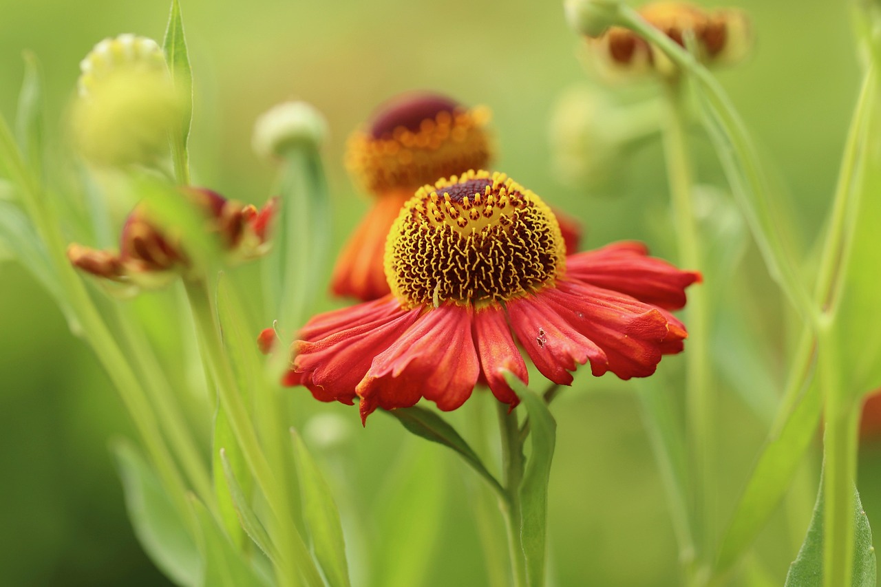 sun bride, flower background, flower, ordinary sun bride, helenium autumnale, red flower, petals, flower wallpaper, red petals, blossom, bloom, beautiful flowers, flora, plant, nature