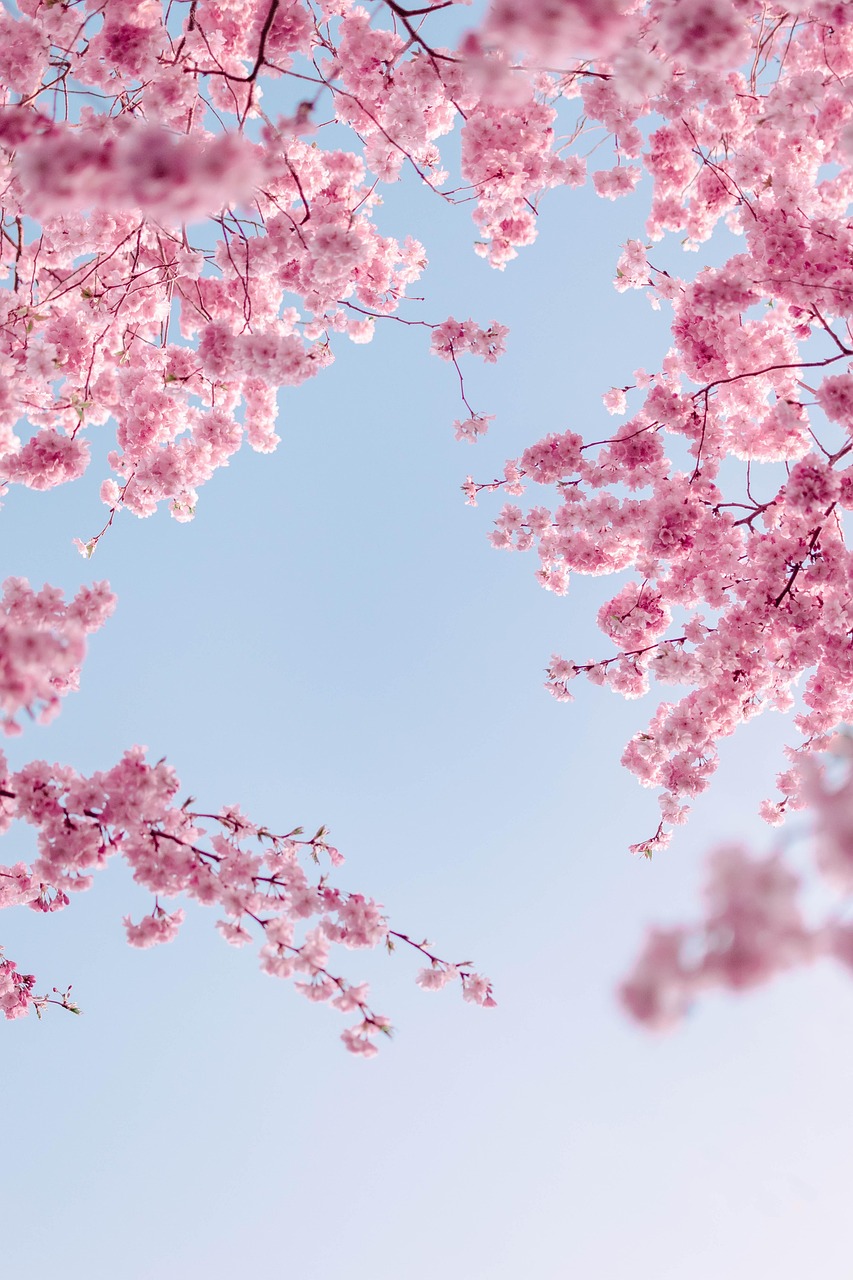cherry blossoms, phone wallpaper, flowers, spring, sky, branches, beautiful flowers, flower background, pink flowers, sakura, blossom, bloom, flora, tree, nature, aesthetic wallpaper, iphone wallpaper, flower wallpaper