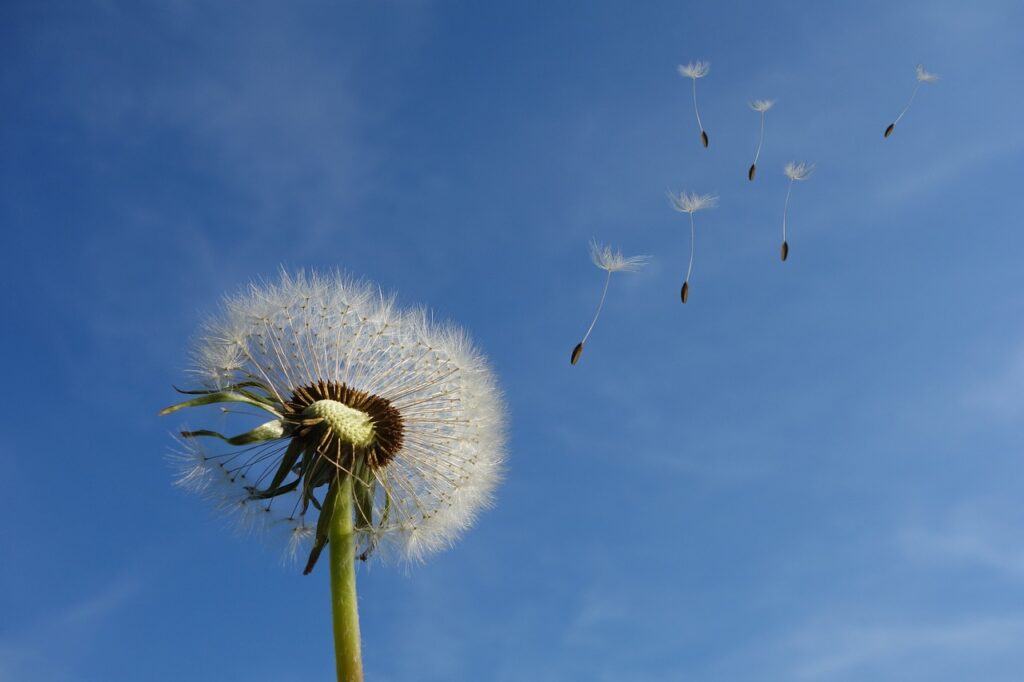 dandelion, heaven, flower, nature, seeds, flower wallpaper, flower background, plant, beautiful flowers, spring, close up, wildflowers, wind, blow