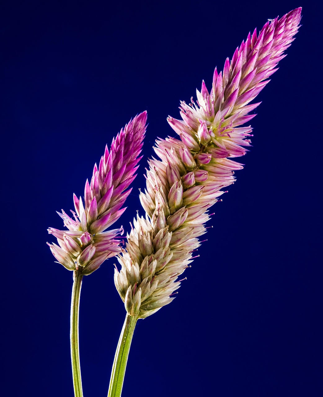 flowers, plant, beautiful flowers, wildflowers, nature, silver cockscomb, wheat celosia, celosia argentea, celosia, flower wallpaper, blossom, bloom, flowering plant, flower background, ornamental plant, flora, closeup