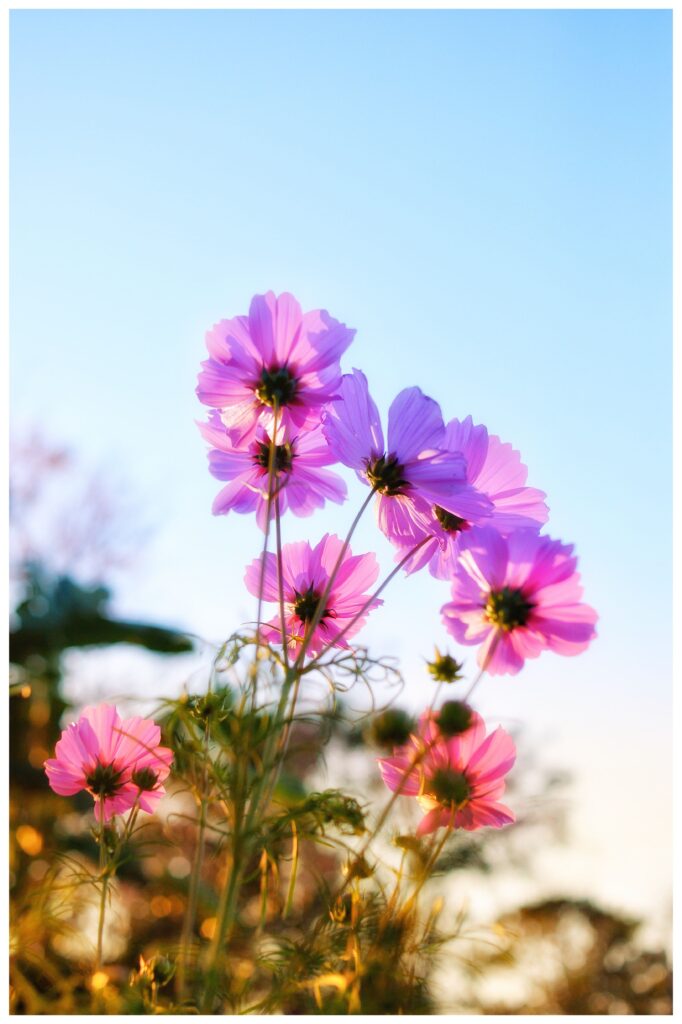 Bright pink cosmos flowers blooming under clear sky, showcasing nature's delicate beauty.