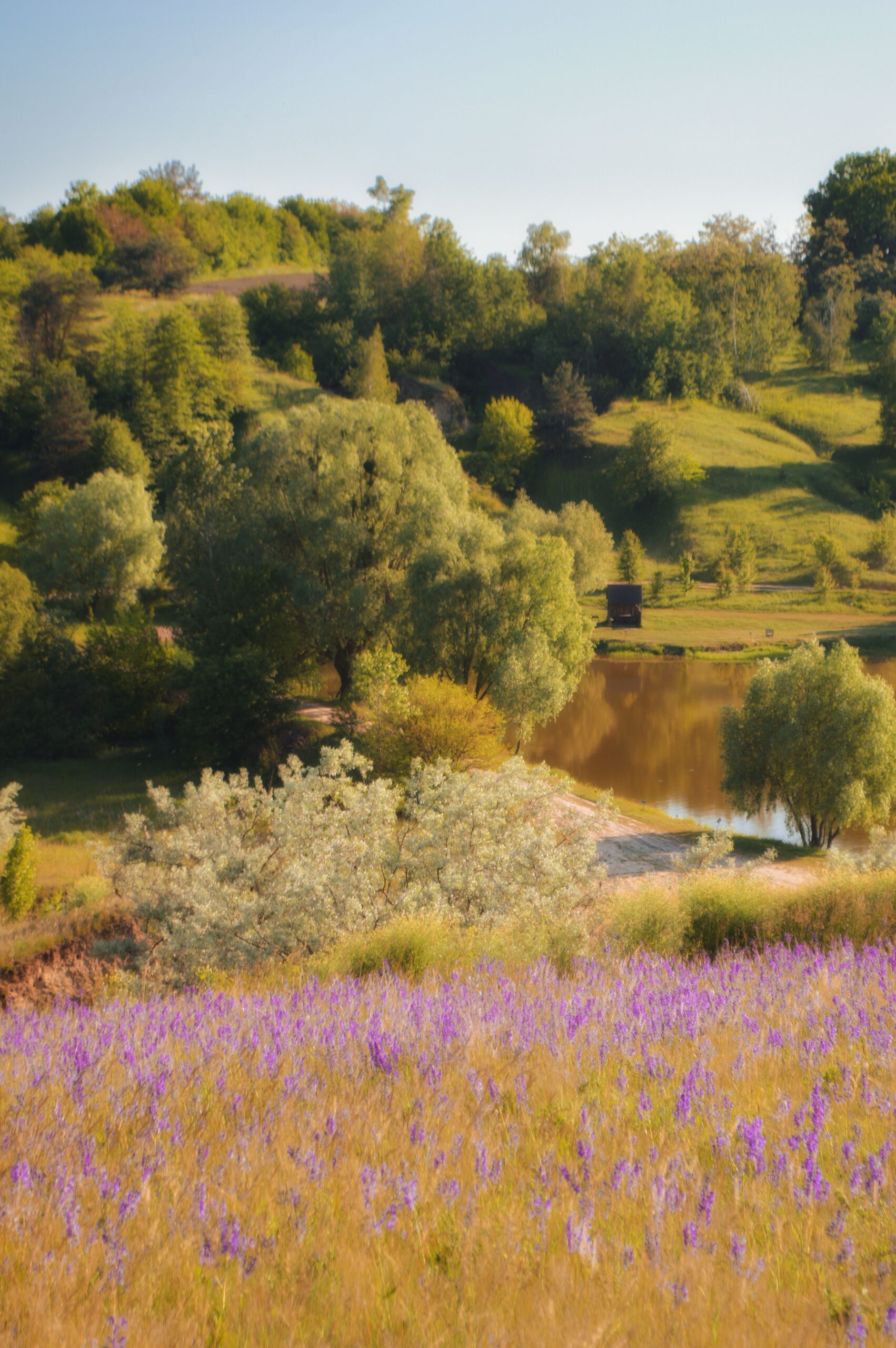 Serene countryside scene with lavender, trees, and a pond under a summer sky.