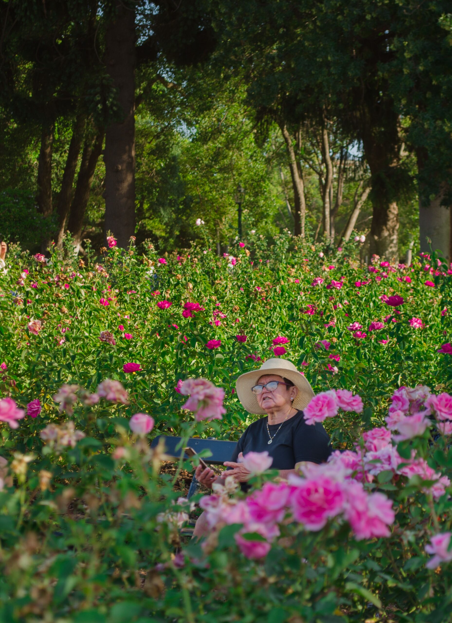 Senior woman sitting in a vibrant rose garden, enjoying a sunny day with nature's beauty.
