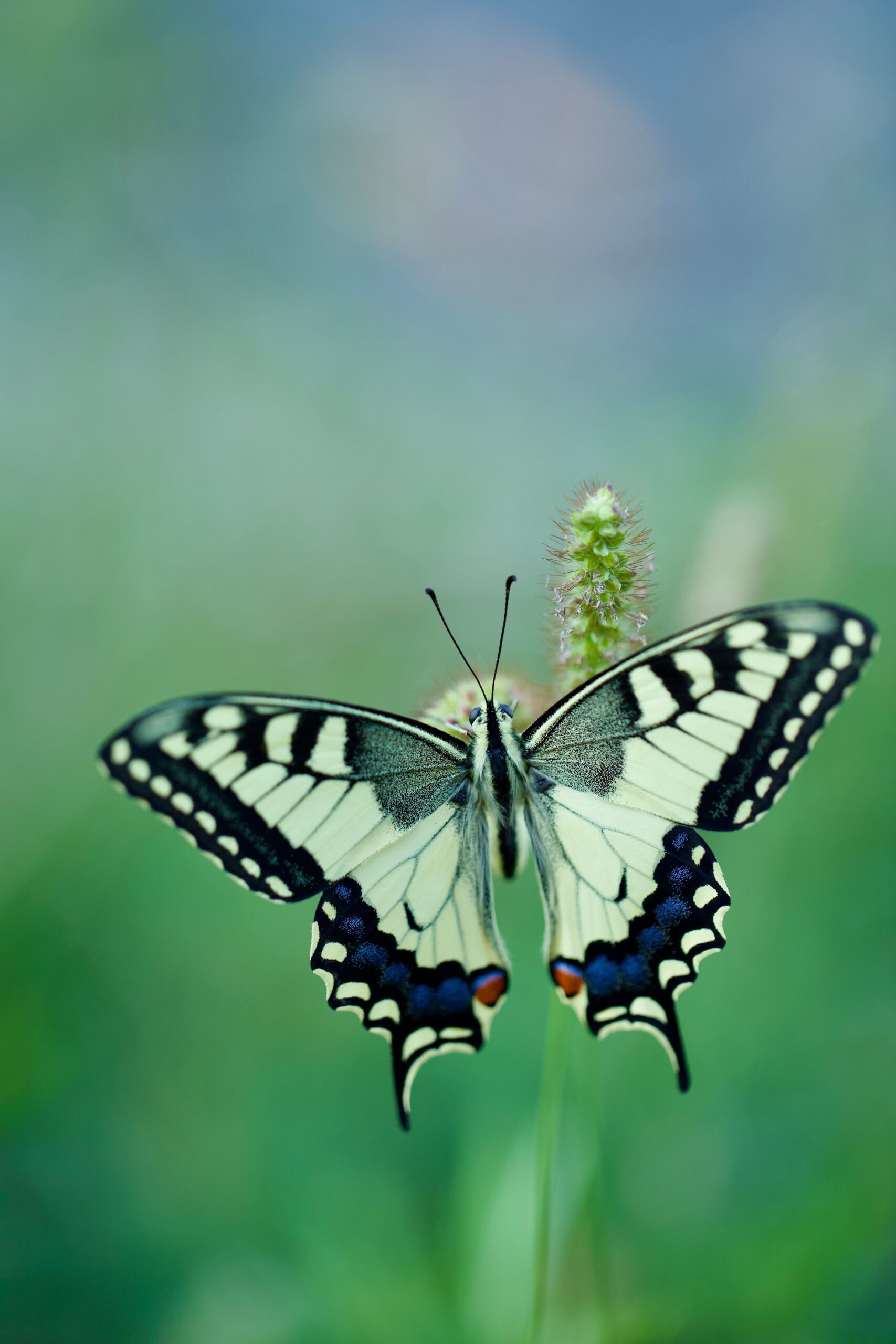 Beautiful Old World Swallowtail (Papilio machaon) resting on a flower with vibrant wings open.